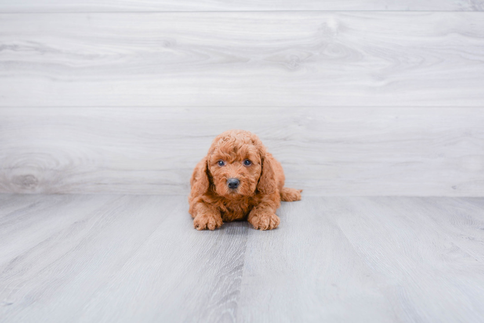 Cute Mini Goldendoodle Baby