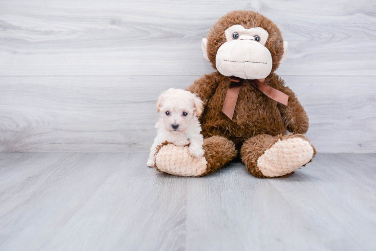 Maltipoo Puppy for Adoption