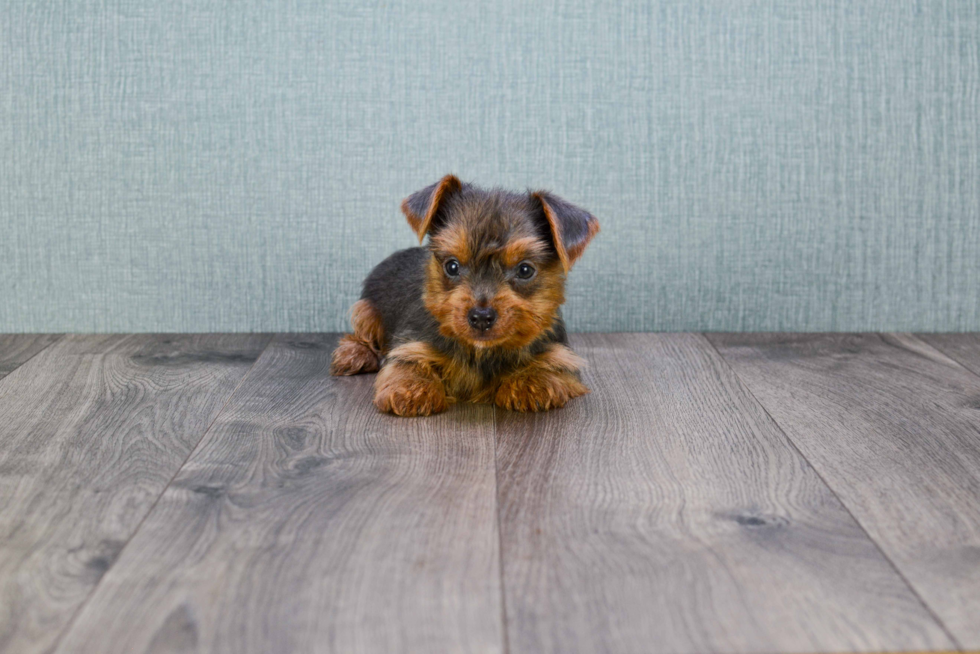 Meet Ebenezor - our Yorkshire Terrier Puppy Photo 