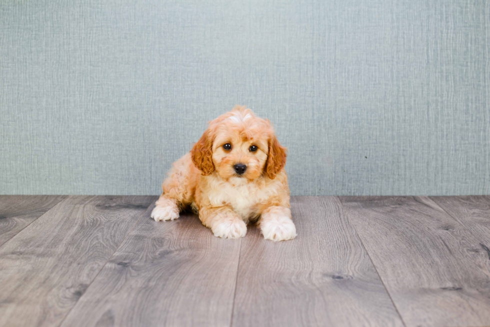 Best Cavapoo Baby