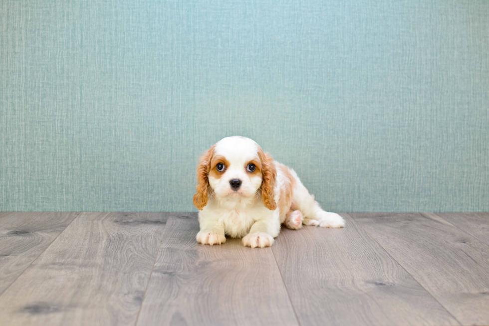 Akc Registered Cavalier King Charles Spaniel Purebred Pup