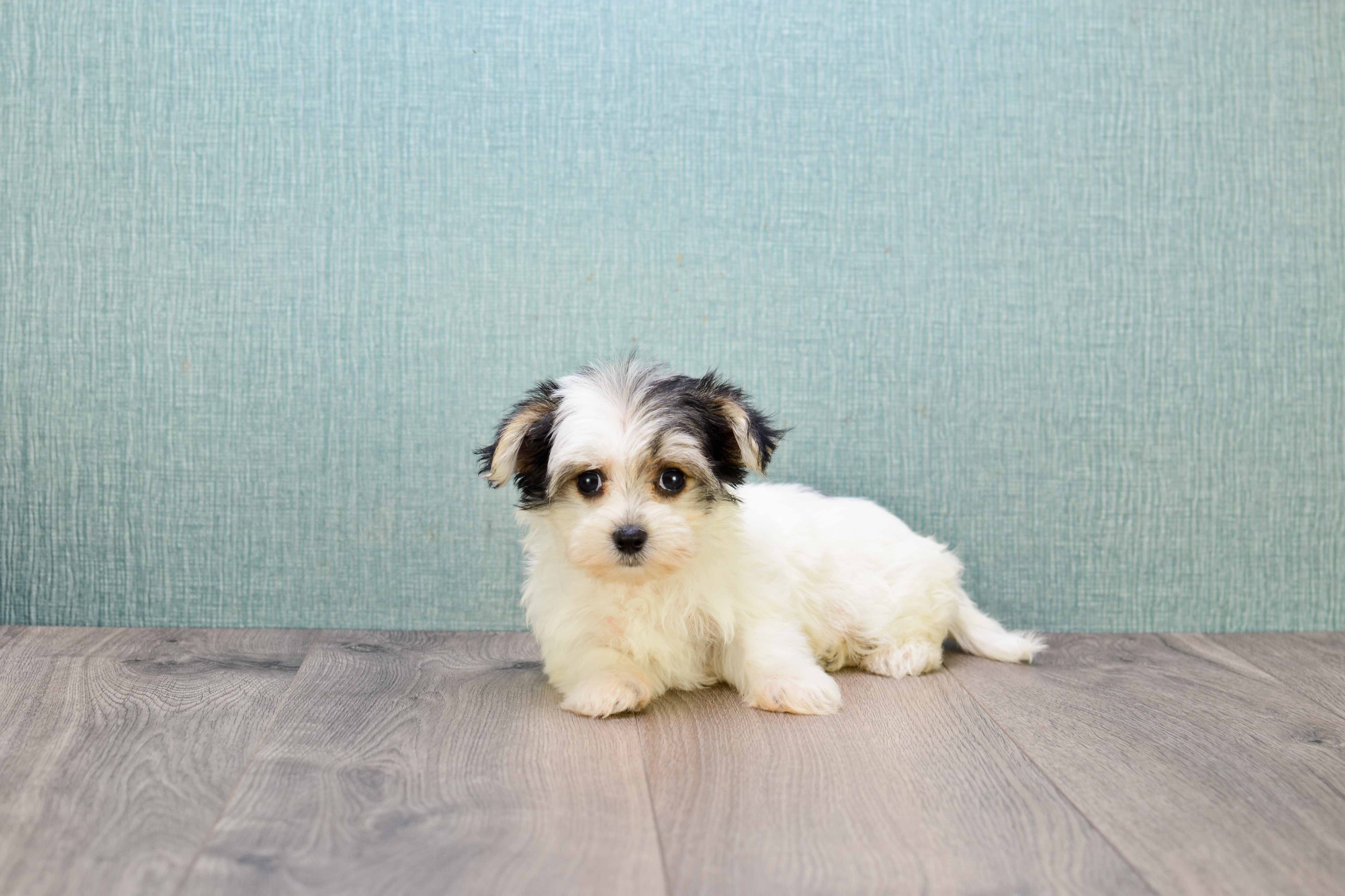 Best Morkie Baby