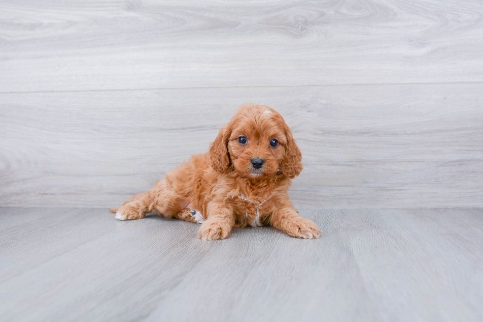 Cavapoo Pup Being Cute