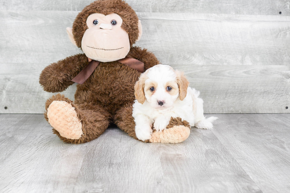 Popular Cavapoo Poodle Mix Pup