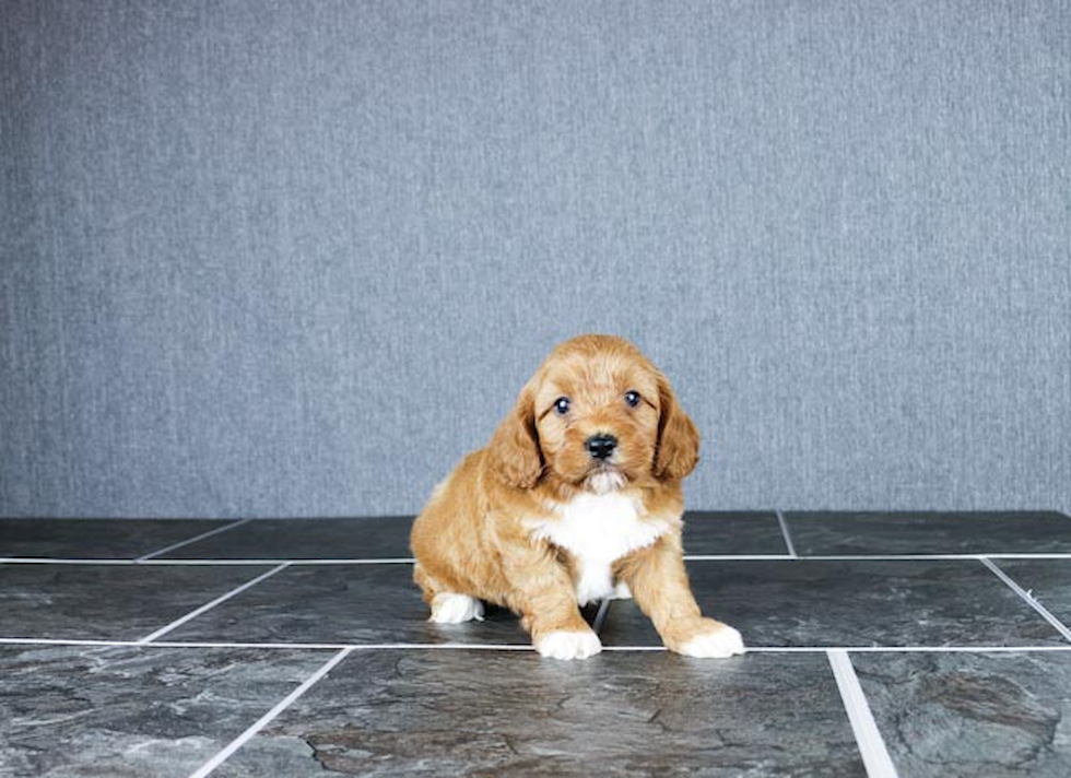 Cavapoo Puppy for Adoption