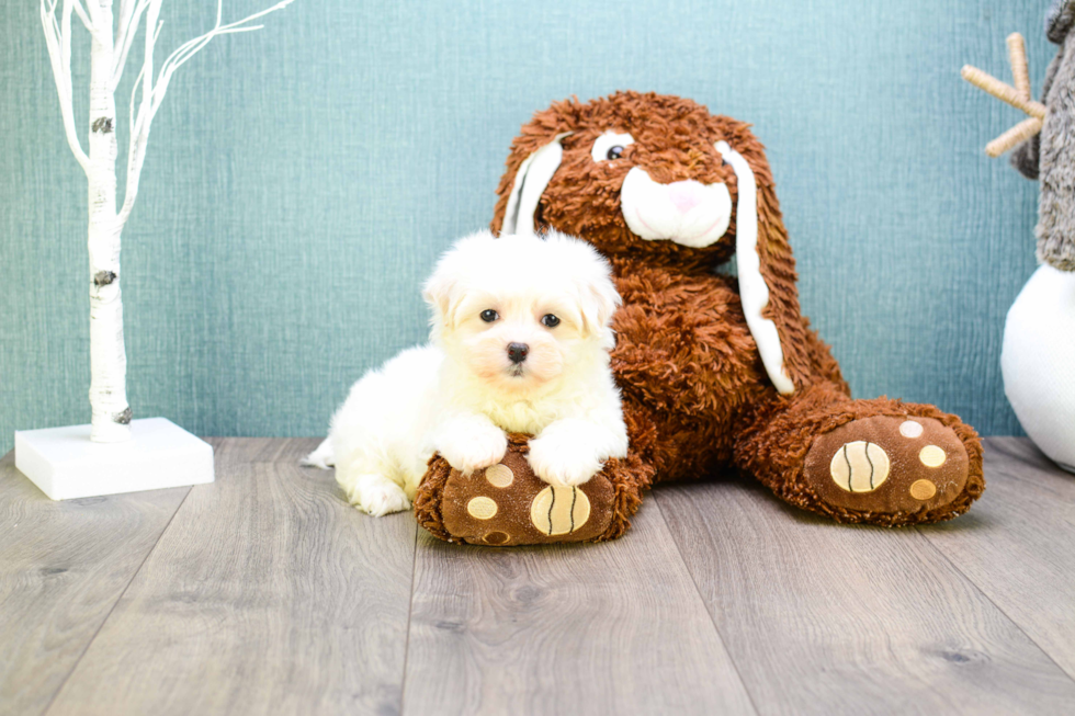 Popular Maltipoo Poodle Mix Pup