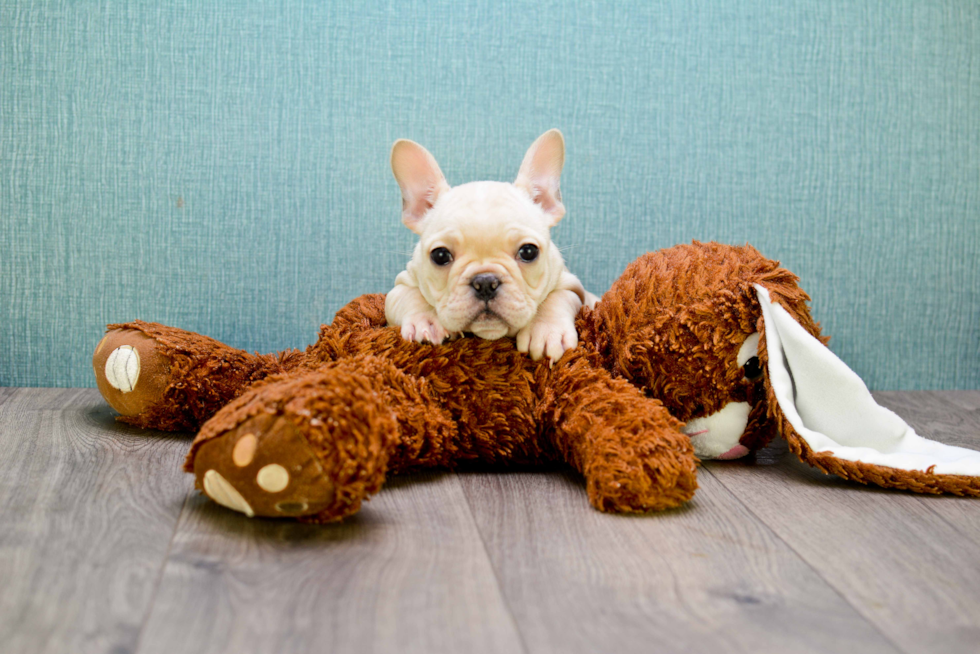 French Bulldog Pup Being Cute