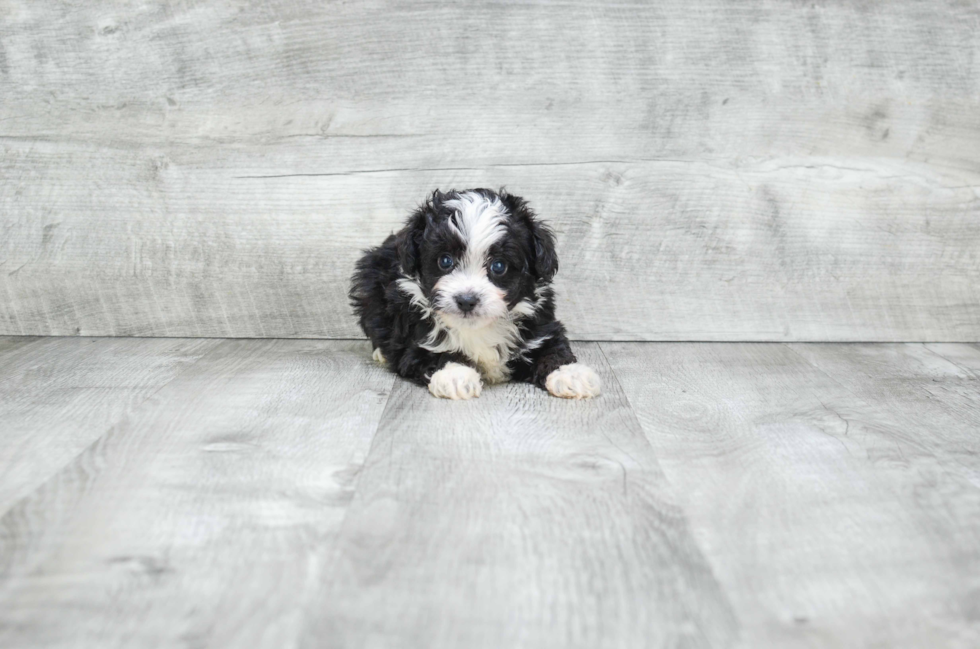 Mini Aussiedoodle Pup Being Cute