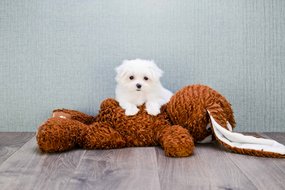 Maltese Puppy for Adoption