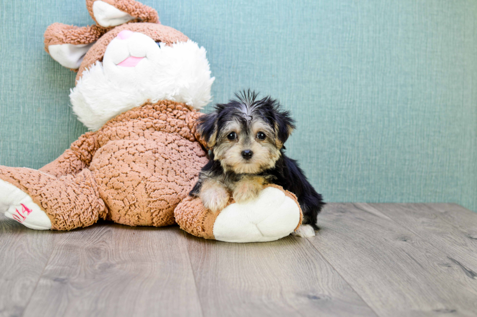 Morkie Puppy for Adoption