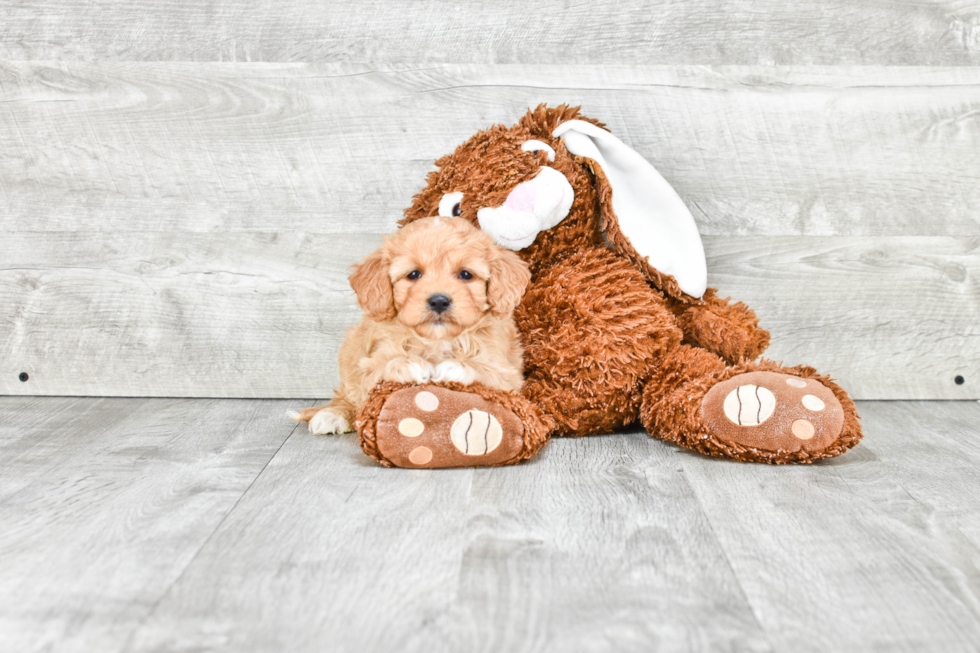 Cavachon Puppy for Adoption