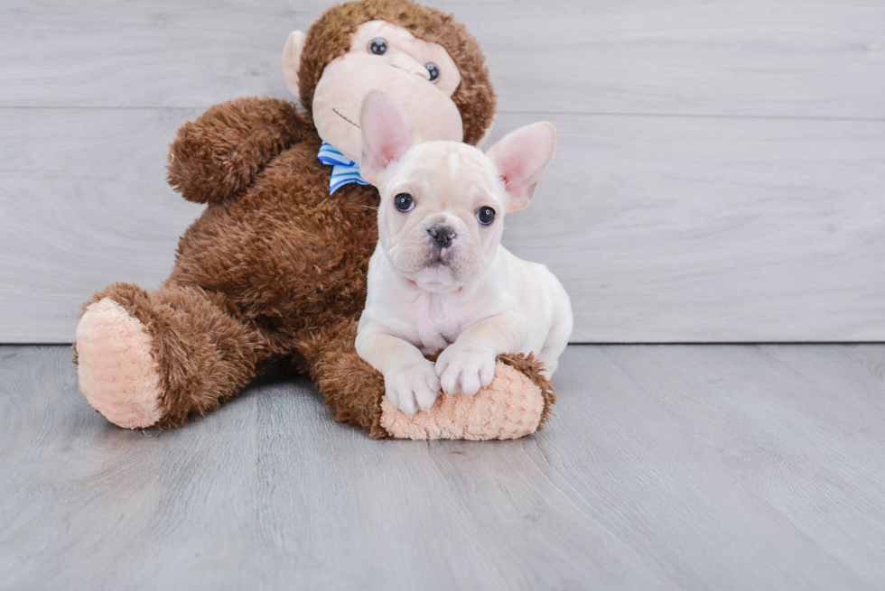 Hypoallergenic French Bulldog Baby