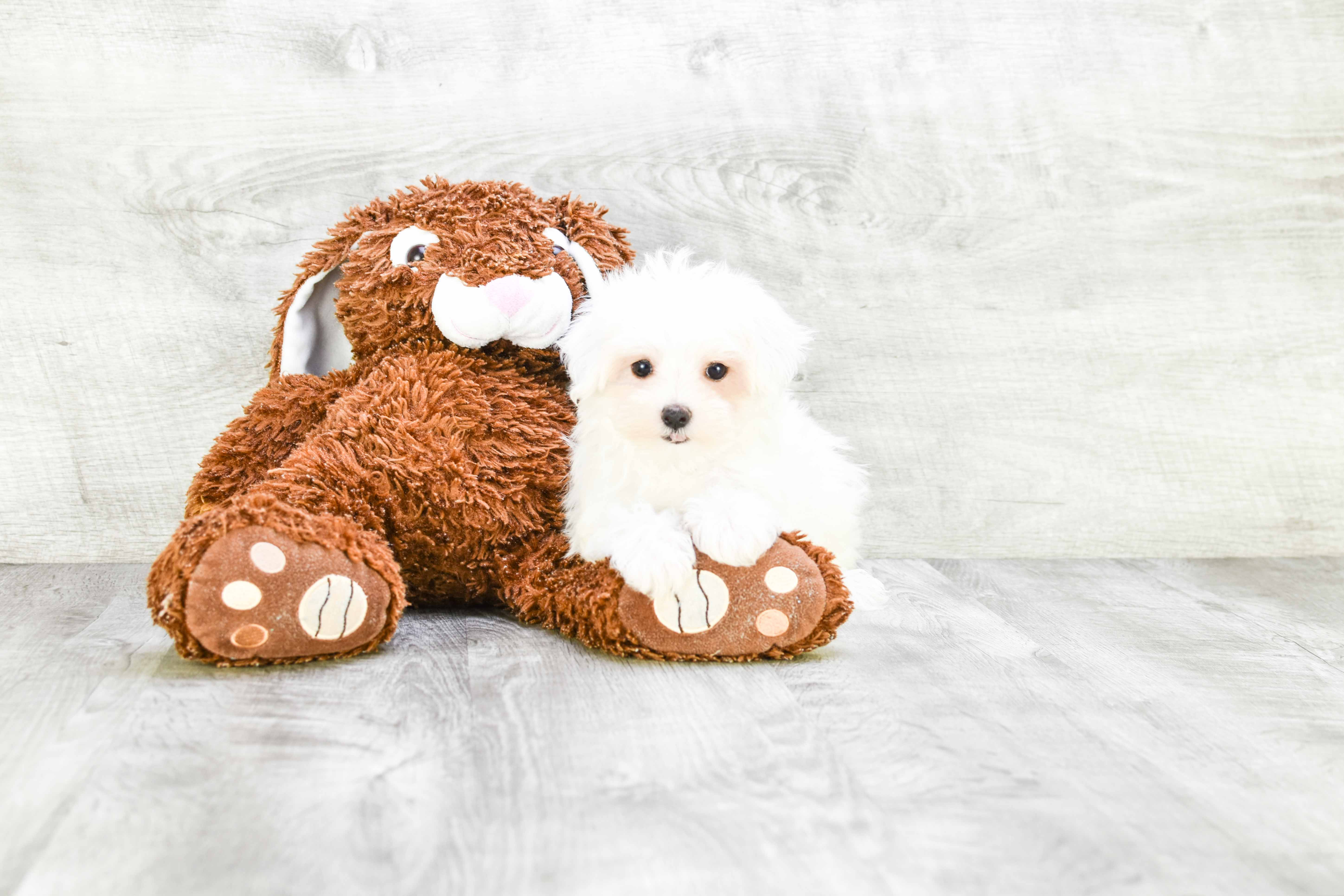 Maltese Puppy for Adoption