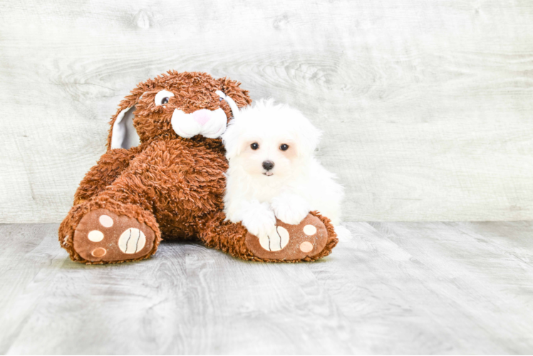 Maltese Puppy for Adoption