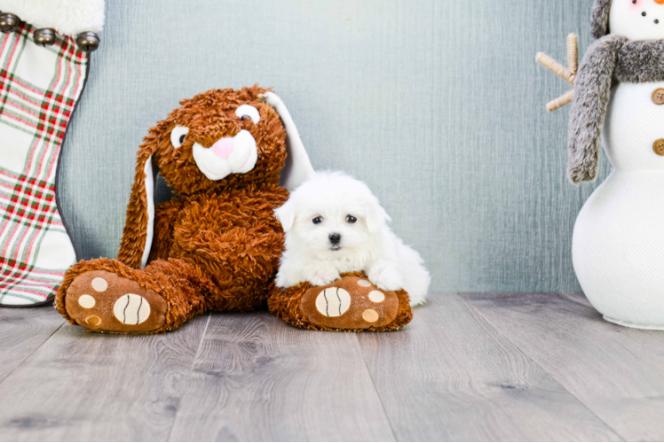 Little Maltese Purebred Pup