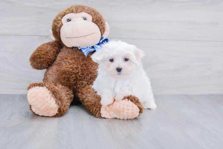 Best Maltese Baby