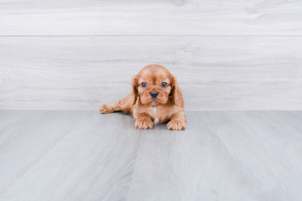 Smart Cavalier King Charles Spaniel Purebred Puppy