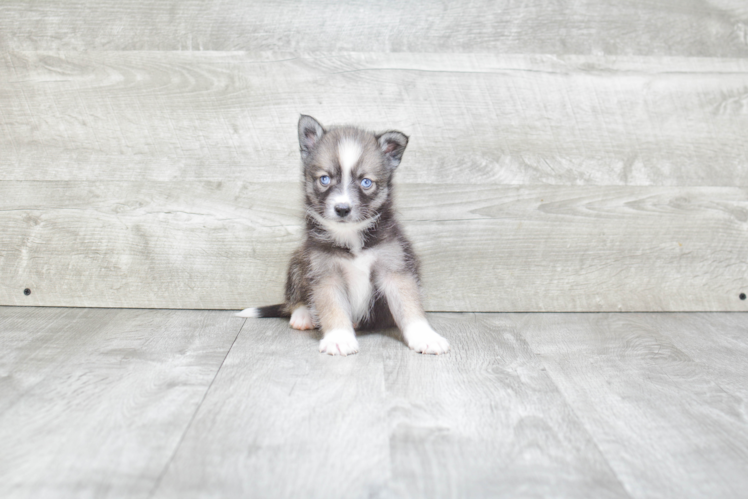 Friendly Pomsky Baby