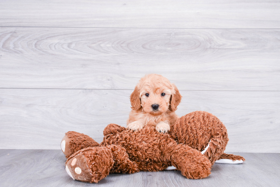 Mini Goldendoodle Puppy for Adoption