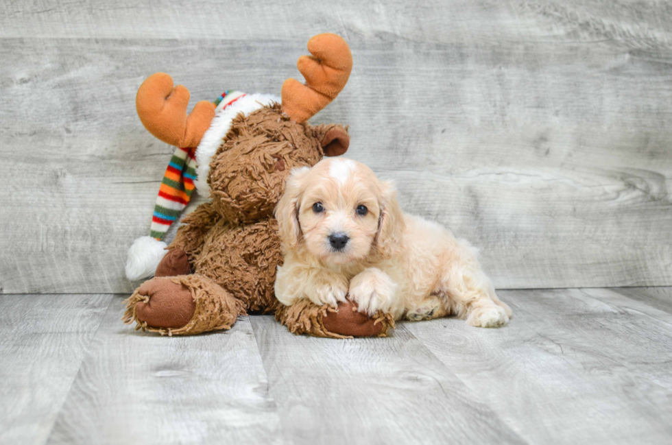 Cavapoo Pup Being Cute