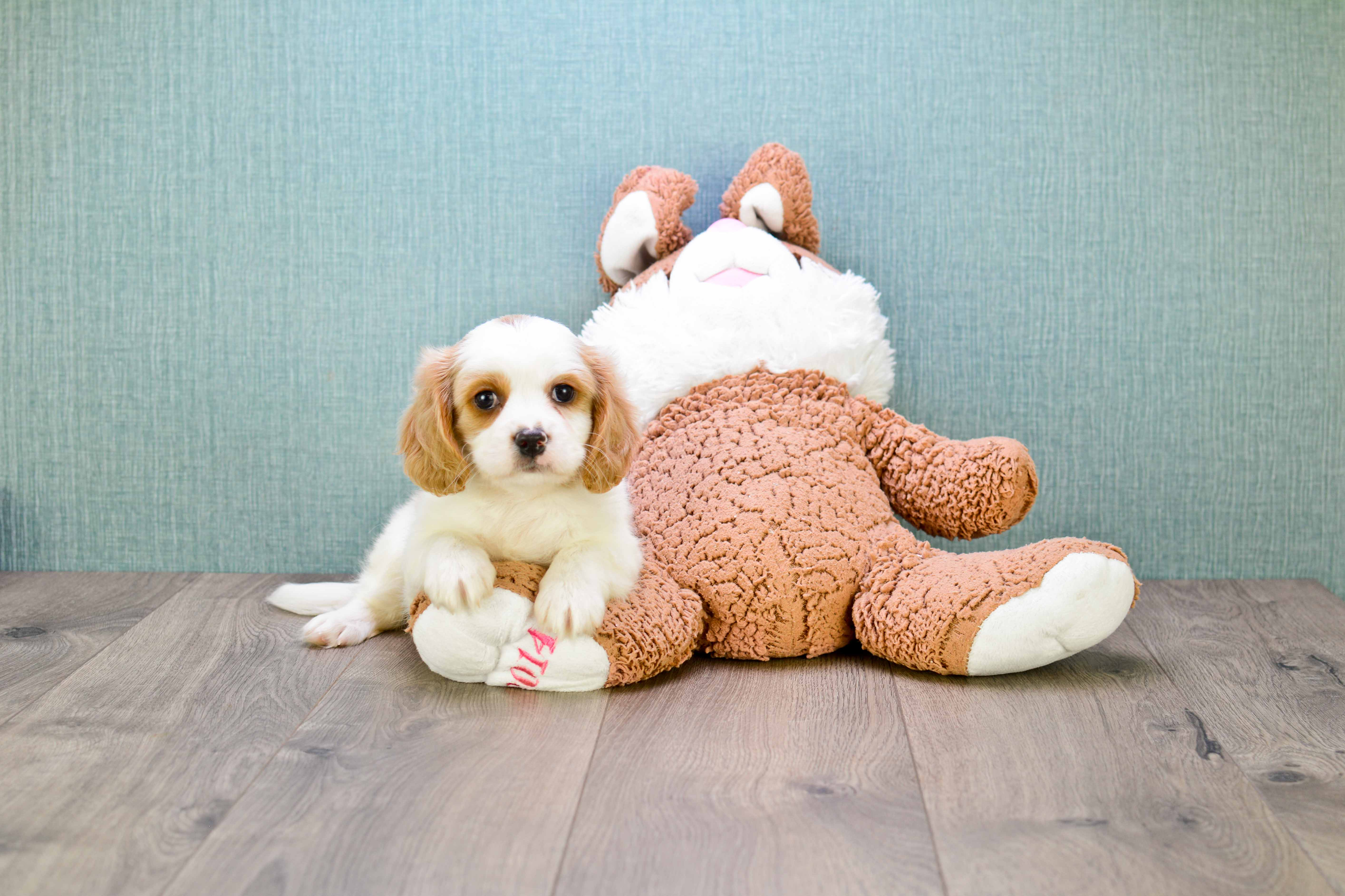 Little Cavalier Designer Puppy