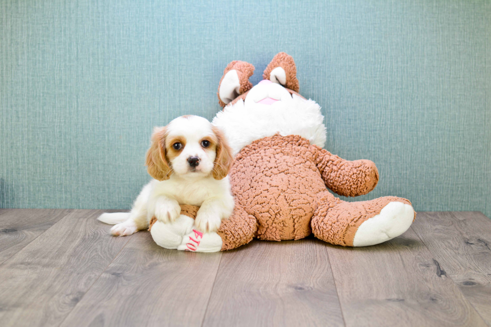 Little Cavalier Designer Puppy