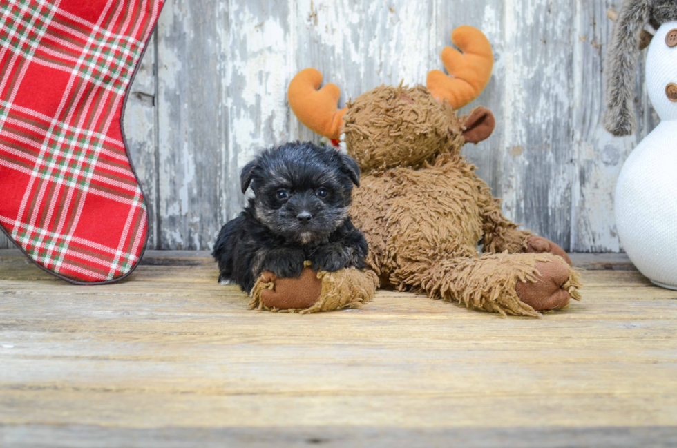 Morkie Pup Being Cute