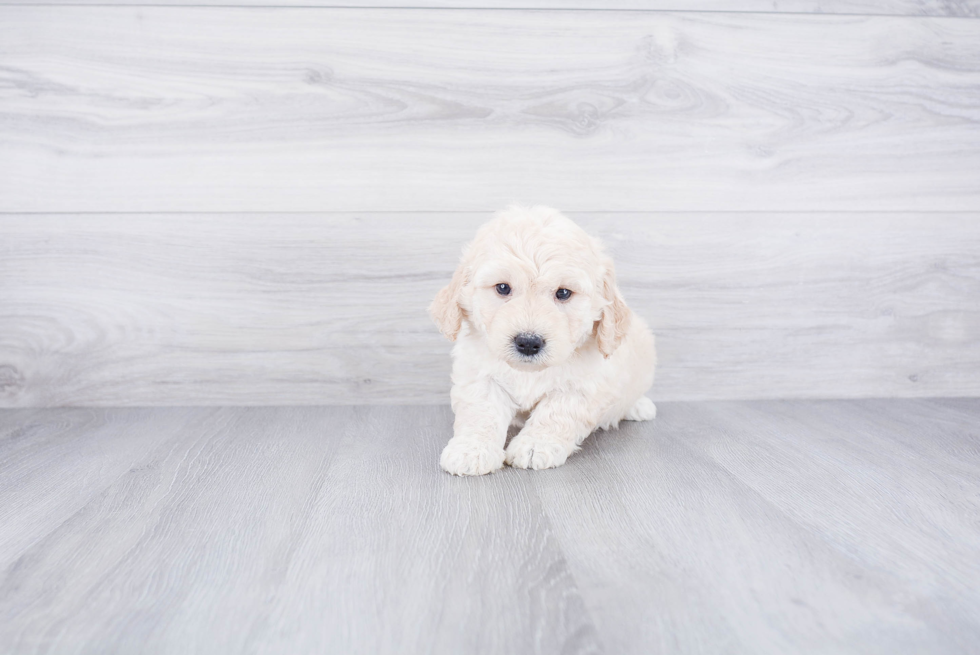 Adorable Golden Retriever Poodle Mix Puppy