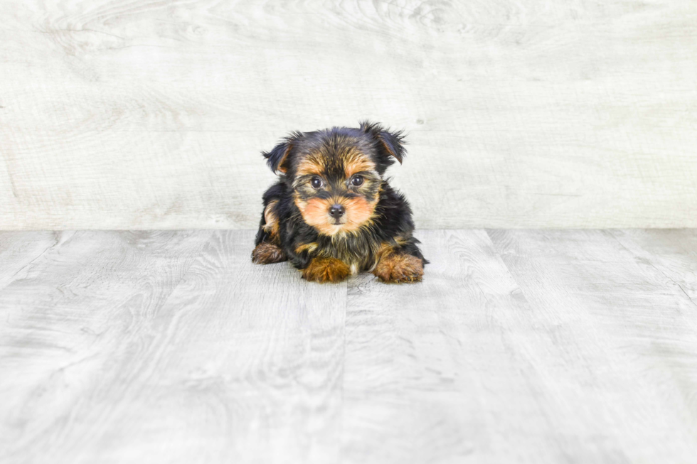 Meet Twinkle - our Yorkshire Terrier Puppy Photo 