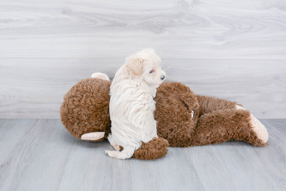 Maltipoo Pup Being Cute