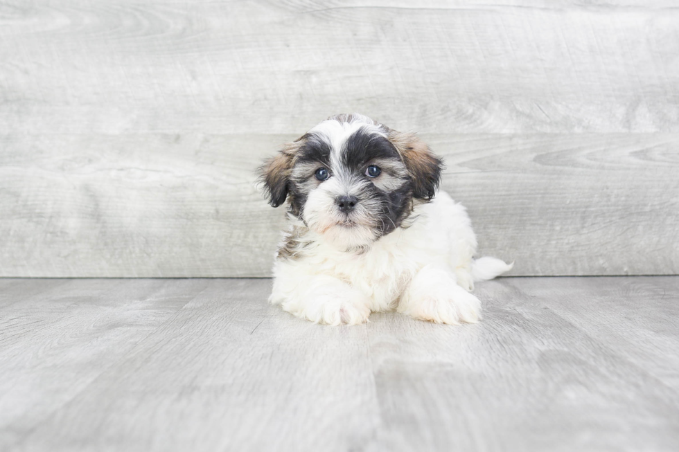 Teddy Bear Pup Being Cute