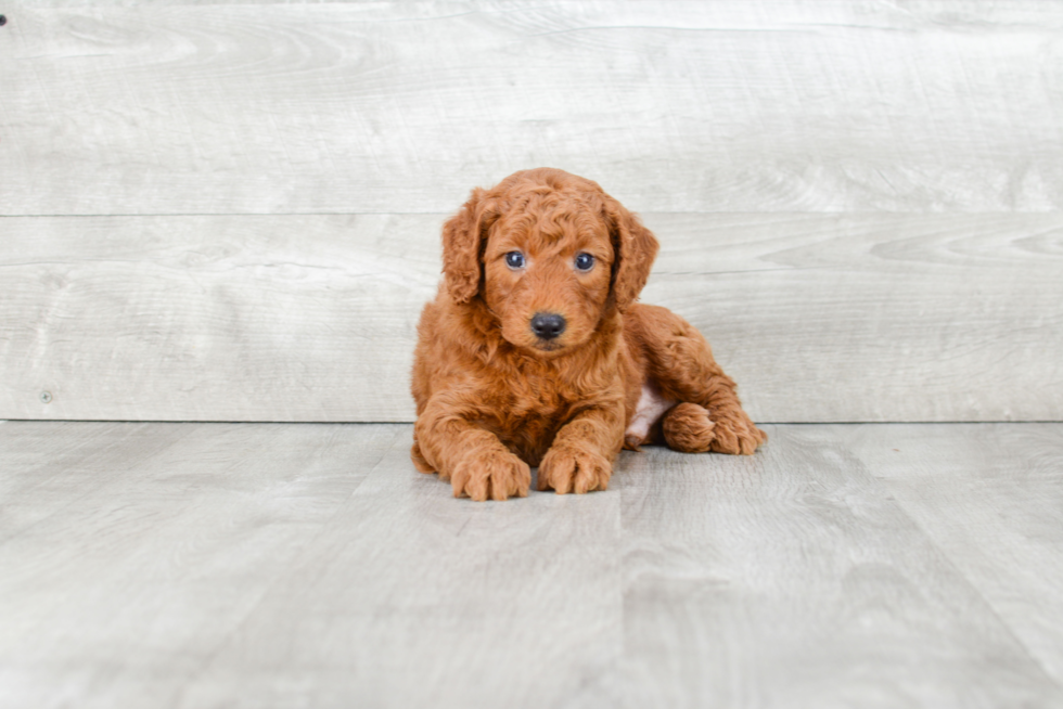 Mini Goldendoodle Puppy for Adoption