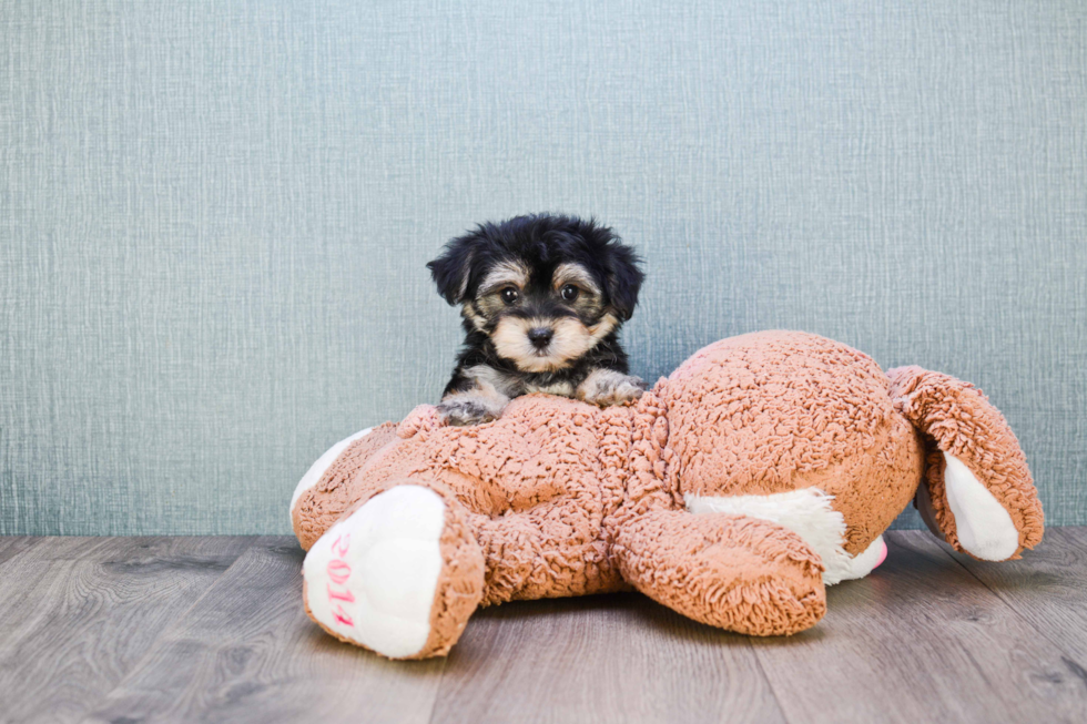 Morkie Puppy for Adoption