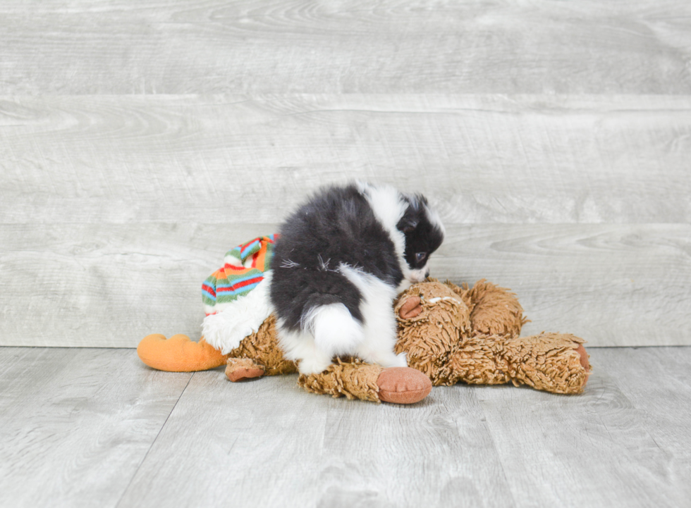 Cute Pomeranian Purebred Puppy