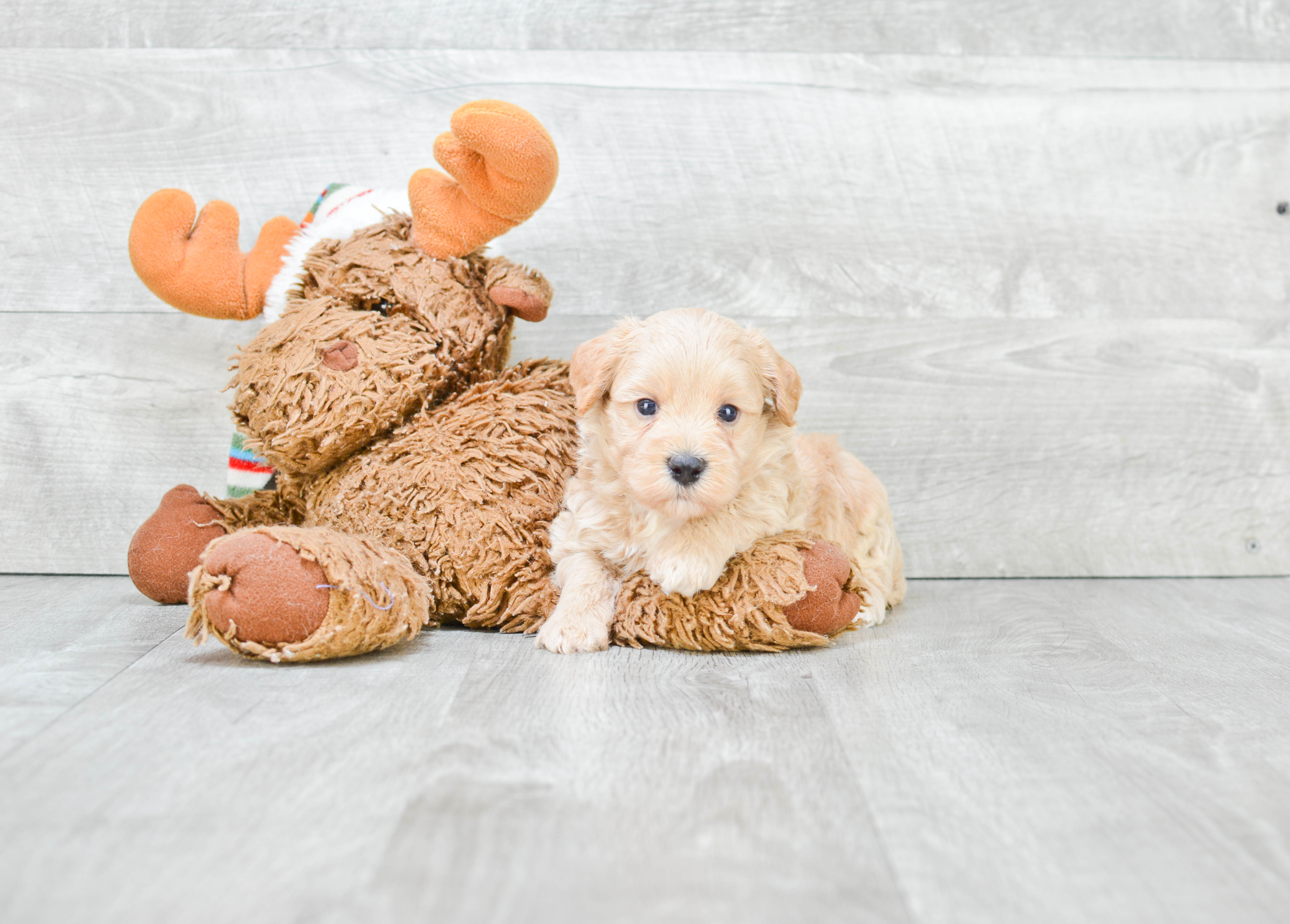 Best Maltipoo Baby