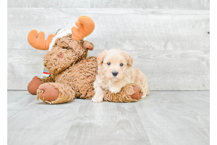 Best Maltipoo Baby