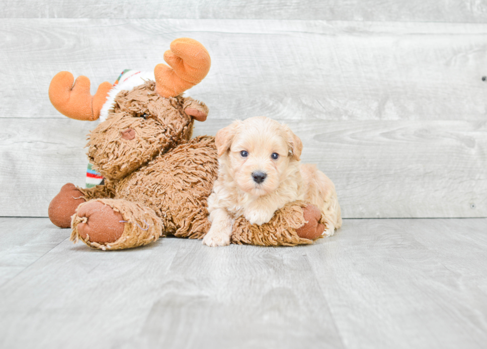 Best Maltipoo Baby