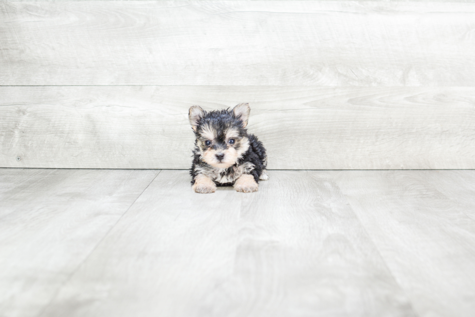 Hypoallergenic Yorkie Designer Puppy