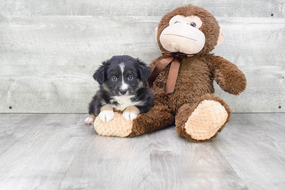 Funny Mini Aussiedoodle Poodle Mix Pup