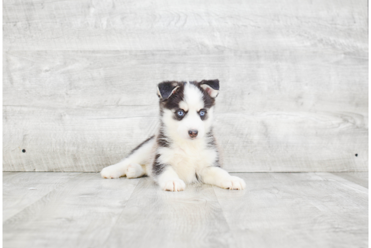 Pomsky Pup Being Cute