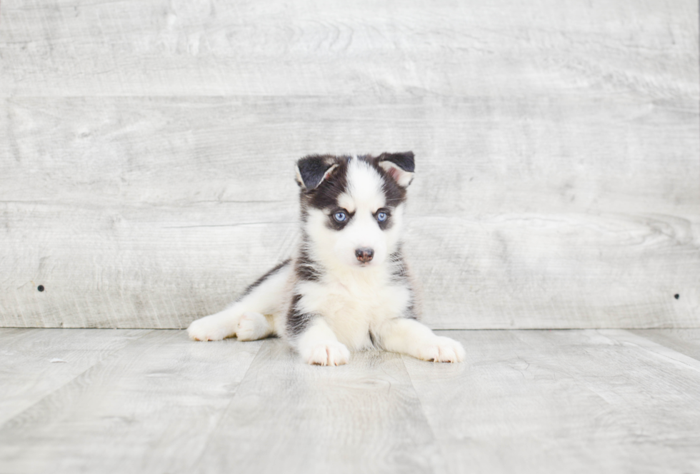 Pomsky Pup Being Cute