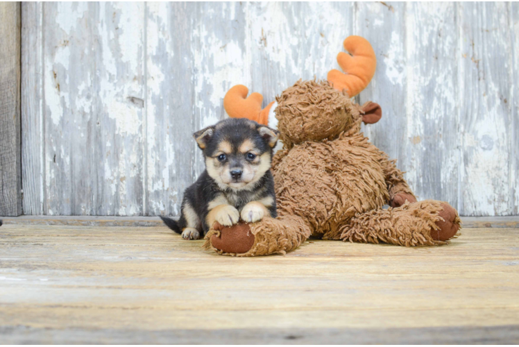 Cute Pomeranian Purebred Puppy