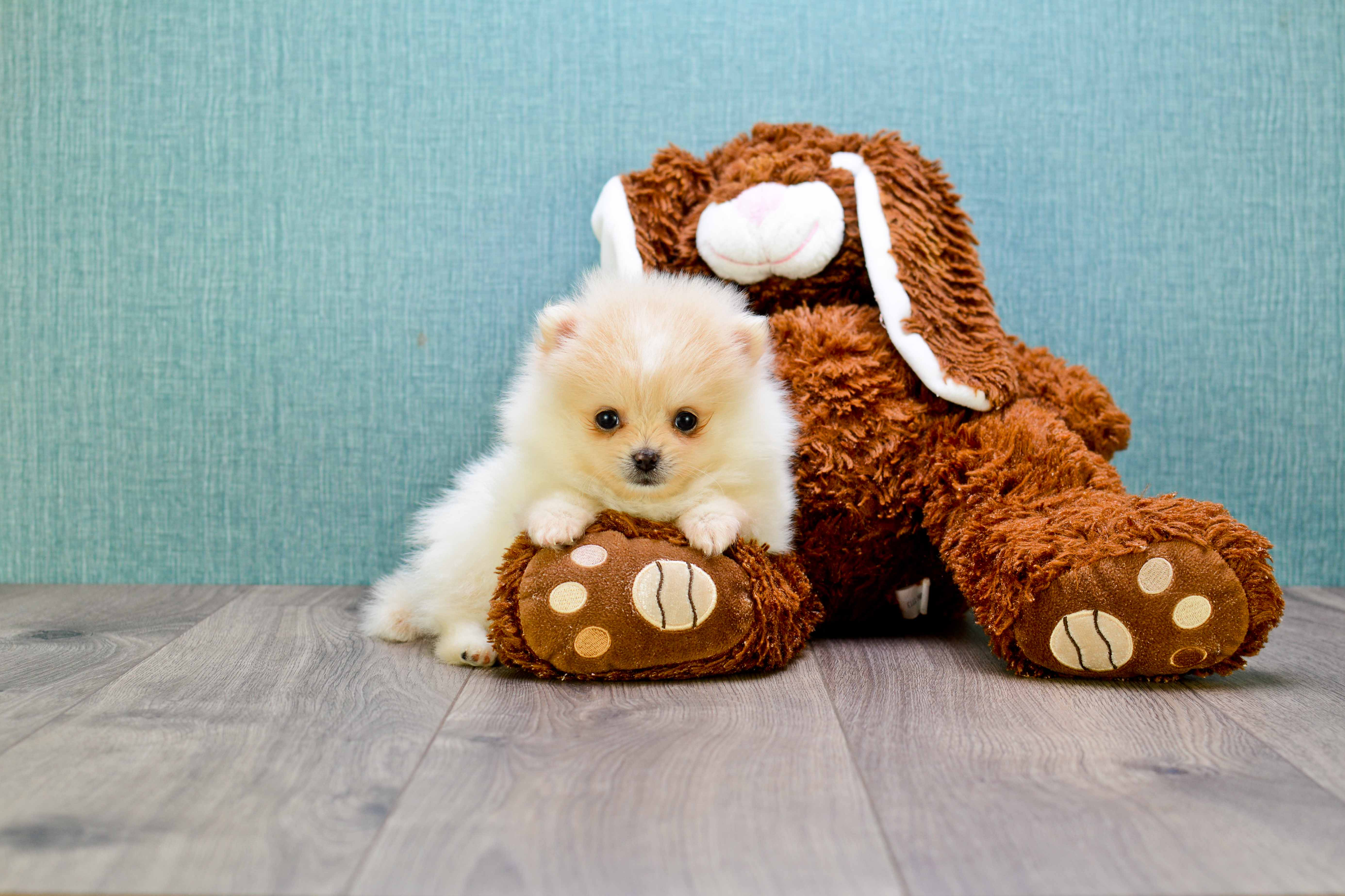 Smart Pomeranian Purebred Puppy