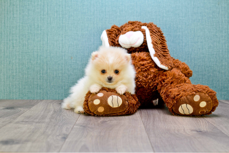 Smart Pomeranian Purebred Puppy