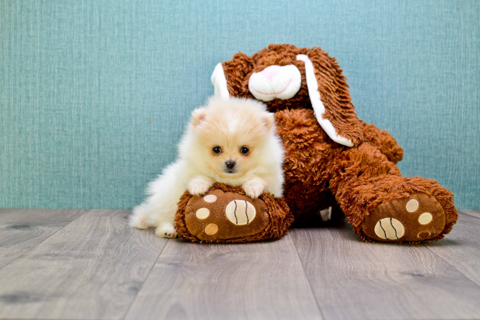Smart Pomeranian Purebred Puppy