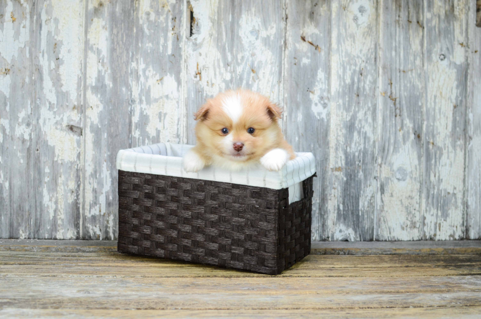 Happy Pomeranian Purebred Puppy