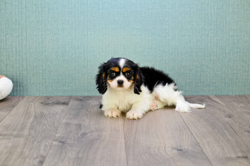 Cavalier King Charles Spaniel Puppy for Adoption