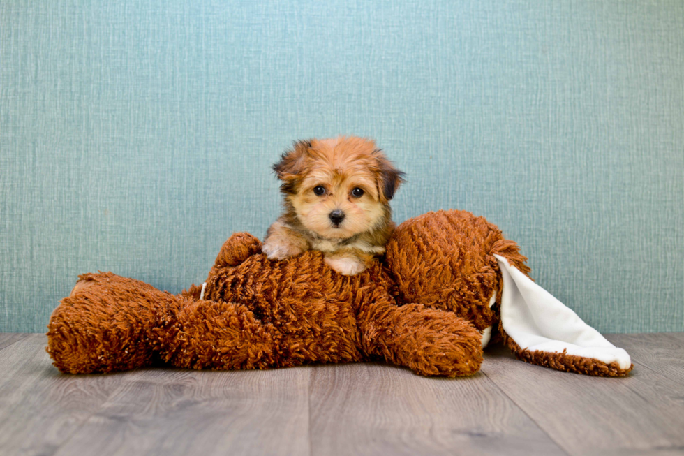 Cute Morkie Baby