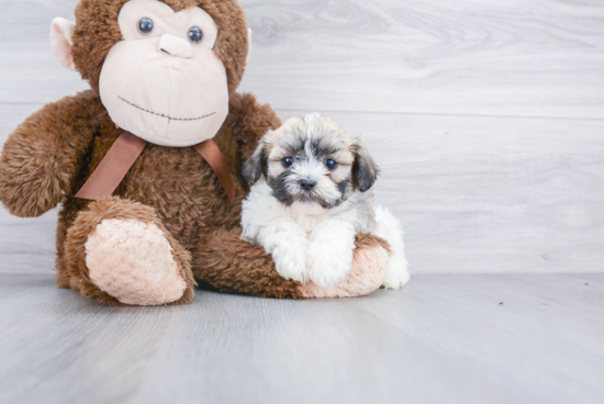 Happy Teddy Bear Baby