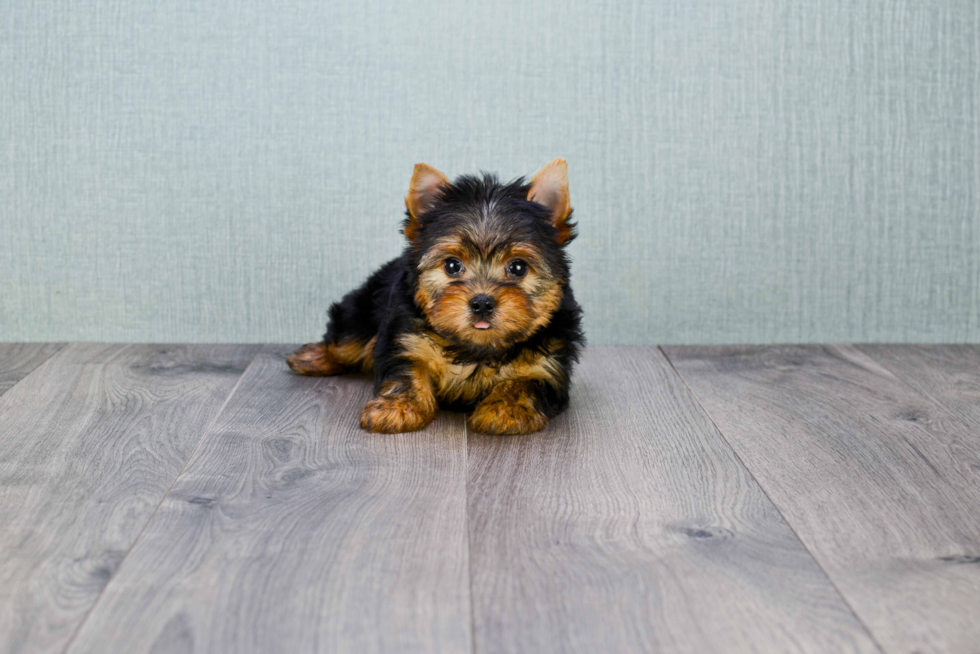 Meet Tinkerbell - our Yorkshire Terrier Puppy Photo 